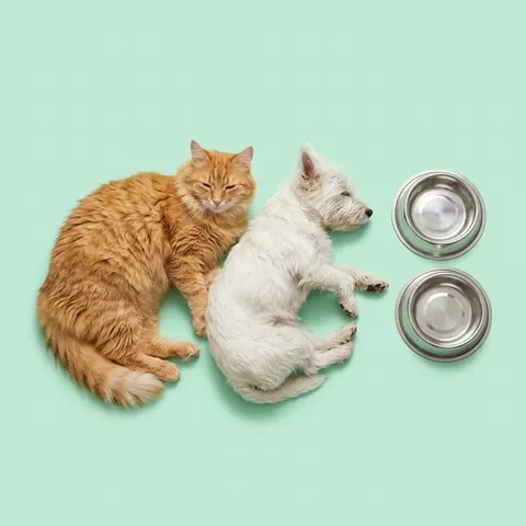 Передержка кошек и собак